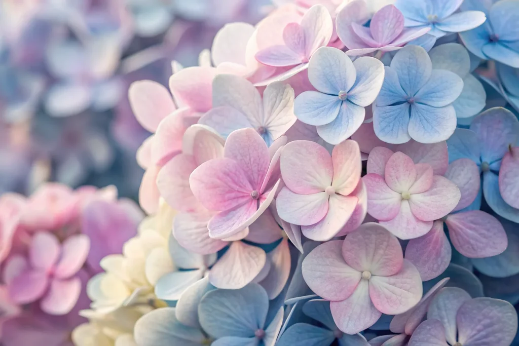 Hydrangea blooms turning soft pink, blue, and burgundy in September.