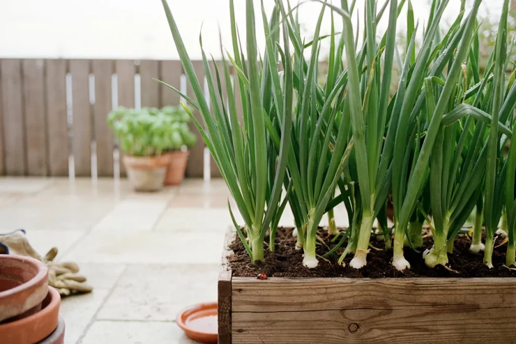 10 Best Summer Vegetables to Grow in Pots for a Healthy Home Harvest 11 Summer vegetables to grow in pots featuring fresh green onions growing in a container garden.