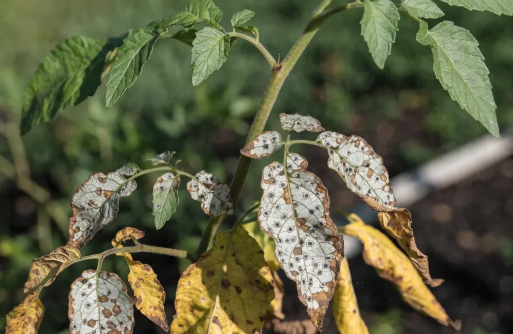 Why Are My Tomato Plant Leaves Turning Yellow? 18 Causes & Easy Fixes 9 Tomato plant affected by Fusarium or Verticillium wilt with yellowing, drooping leaves and stunted growth despite moist soil.
