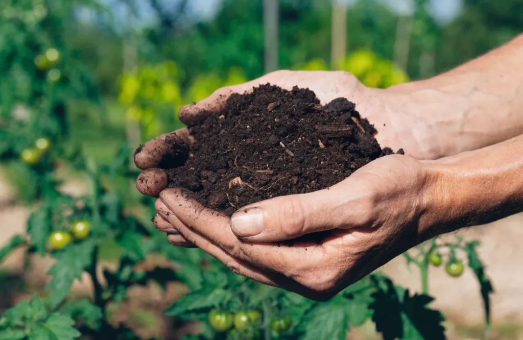 Rich loamy soil with organic matter ideal for growing healthy tomato plants.