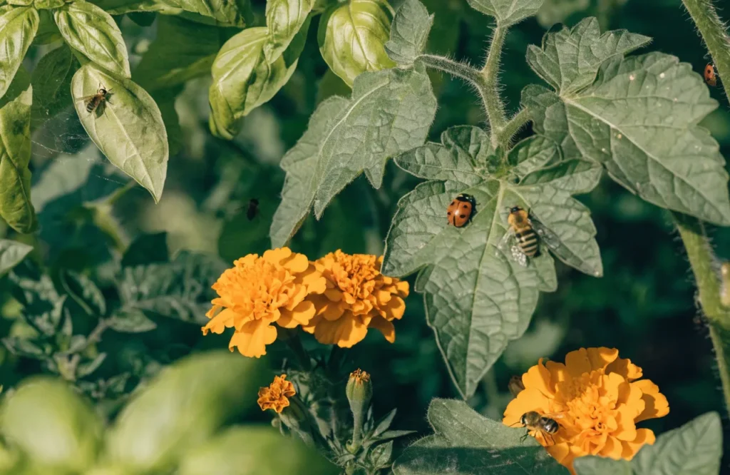 15 Best Tomato Companion Plants: What to Plant & What to Avoid for a Healthier Harvest 3 Companion planting attracting beneficial insects for tomato pest control