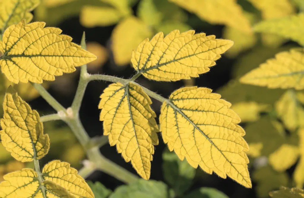 Why Are My Tomato Plant Leaves Turning Yellow? 18 Causes & Easy Fixes 7 Tomato leaves showing iron deficiency with yellow tissue and green veins