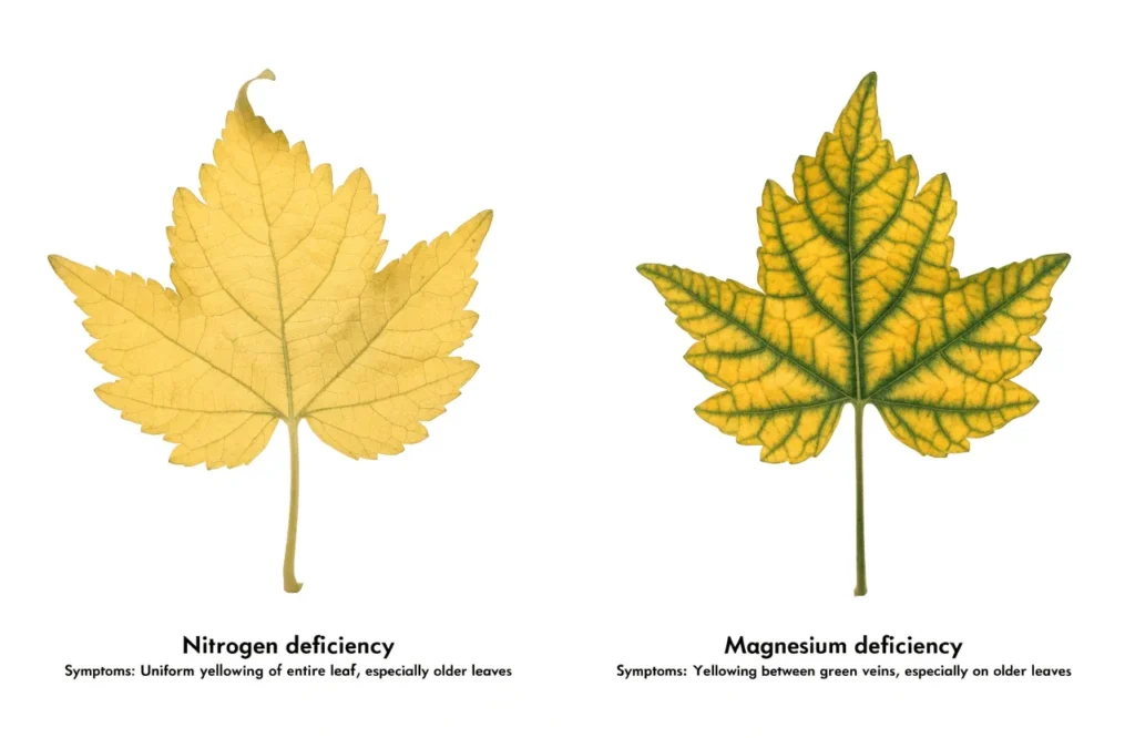 Why Are My Tomato Plant Leaves Turning Yellow? 18 Causes & Easy Fixes 6 Comparison of nitrogen deficiency and magnesium deficiency in tomato leaves