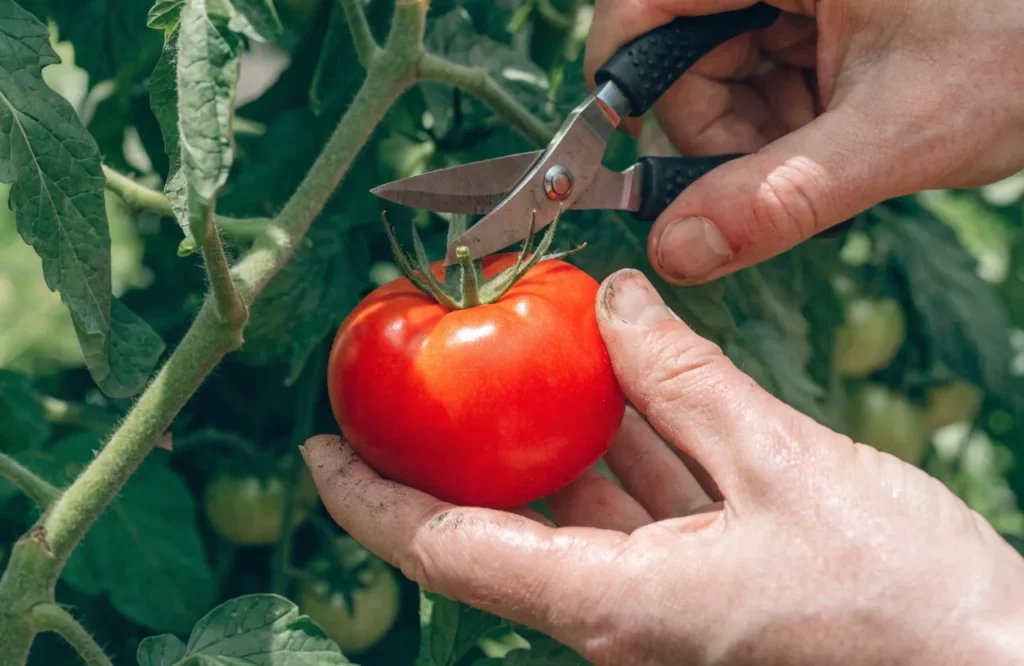 Using clean garden snips to harvest tomatoes without damaging the plant