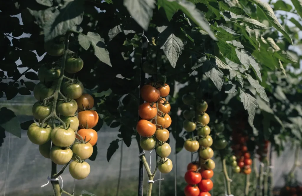 How to Prune Tomato Plants: 7 Simple Steps for Bigger, Healthier Harvests 9 Multi-stemmed tomato plant trained from retained suckers