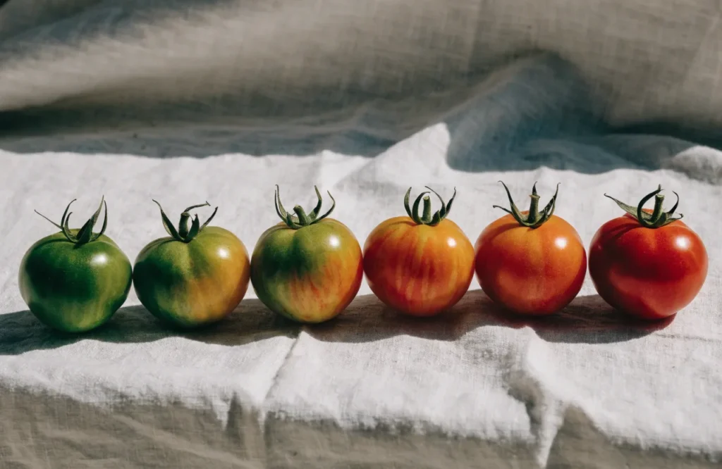 Six tomatoes showing ripening stages from green to fully red