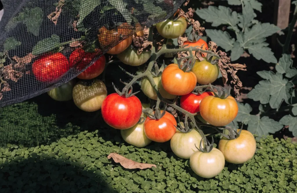 How to Prune Tomato Plants: 7 Simple Steps for Bigger, Healthier Harvests 12 Shade cloth protecting tomato fruit after heavy pruning