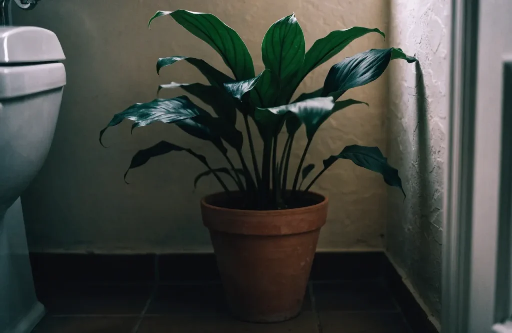 Low Light Bathroom Plants: 12 Best Picks + Complete Care Guide 10 Cast iron plant with broad dark green leaves in a shaded bathroom corner.