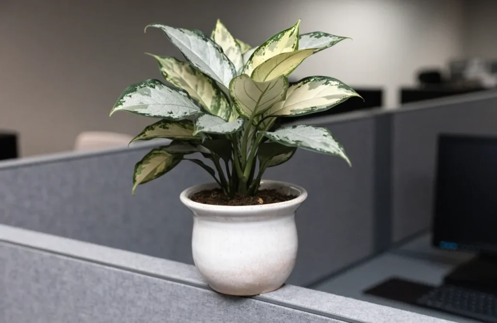 10 Best Low-Light Office Plants That Thrive in Dim Workspaces 5 Chinese evergreen plant on an office cubicle desk