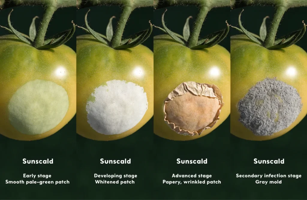 Tomato Sunscald: Symptoms, Causes, Treatment & Prevention Guide 3 Four stages of tomato sunscald progression from early pale patch to advanced mold infection