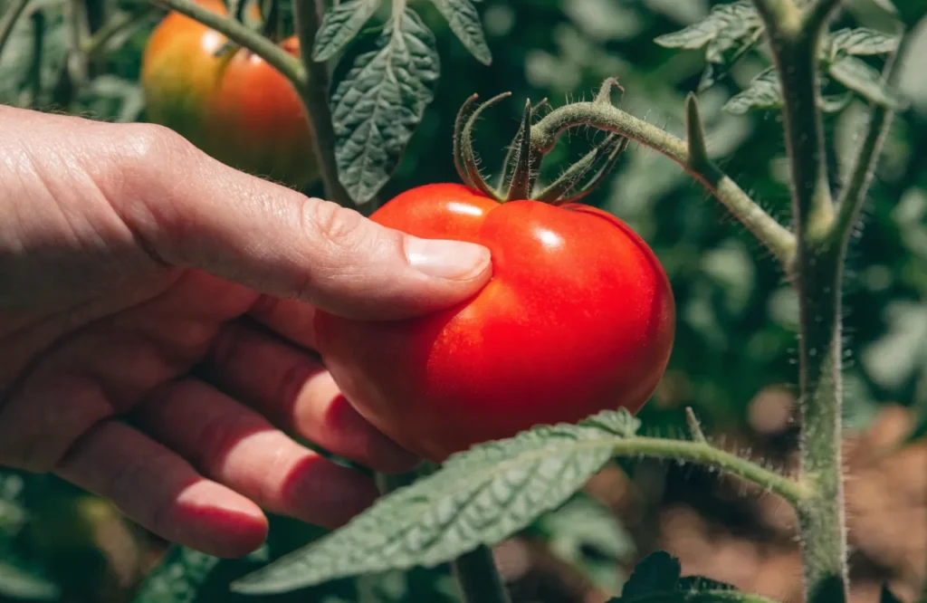 Checking tomato ripeness with the gentle squeeze test
