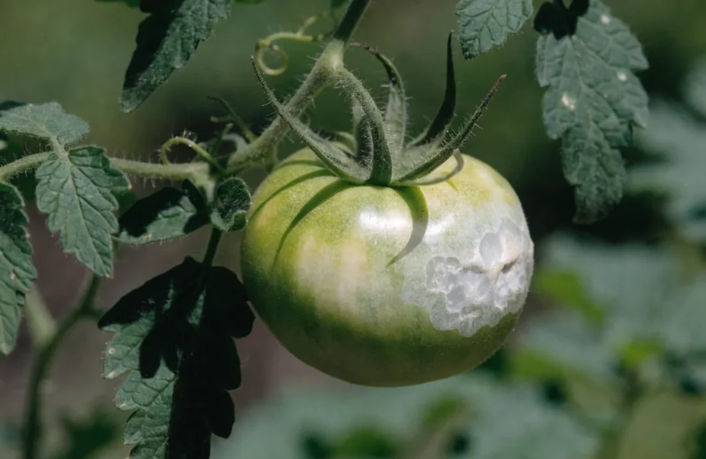 Sunscald damage on the sun-facing side of a tomato