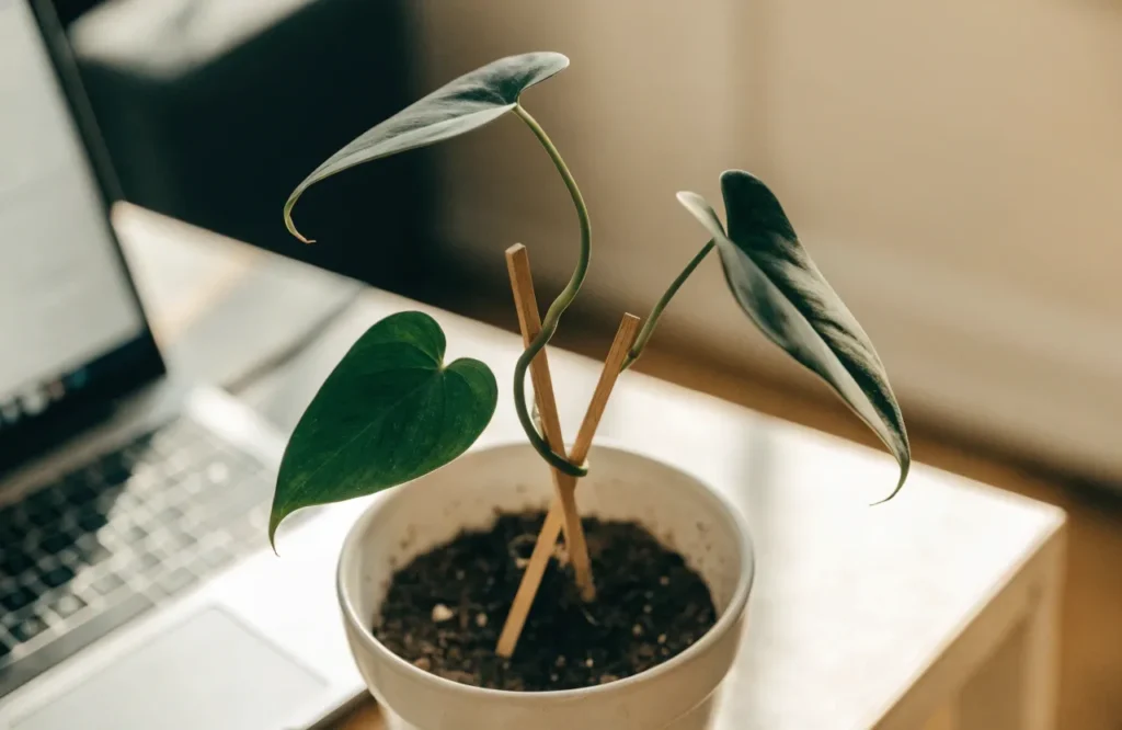 10 Best Low-Light Office Plants That Thrive in Dim Workspaces 9 Heartleaf philodendron in a tabletop pot on an office desk