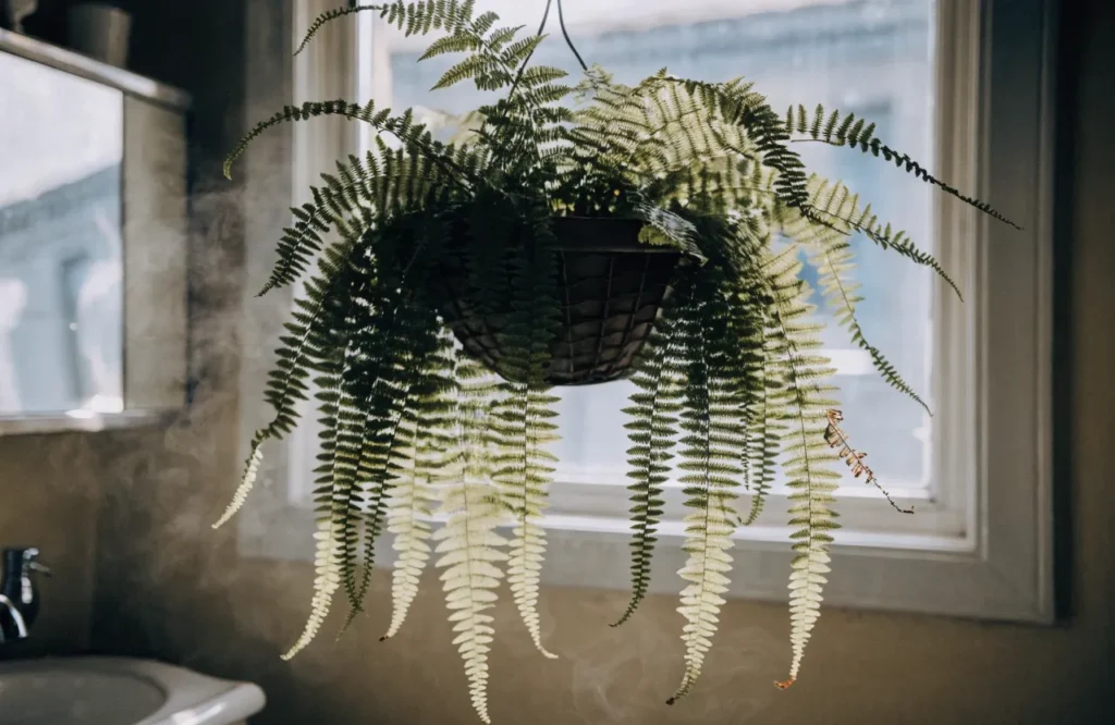 Low Light Bathroom Plants: 12 Best Picks + Complete Care Guide 9 Boston fern in a hanging basket near a bright bathroom window.