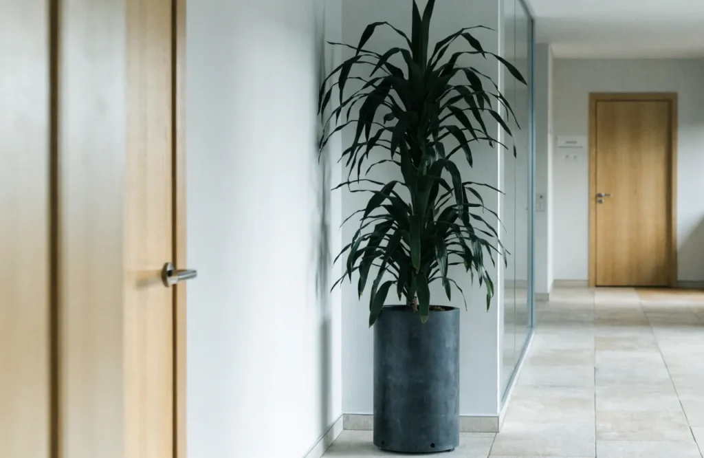 10 Best Low-Light Office Plants That Thrive in Dim Workspaces 4 Dracaena Janet Craig plant in an office hallway corner