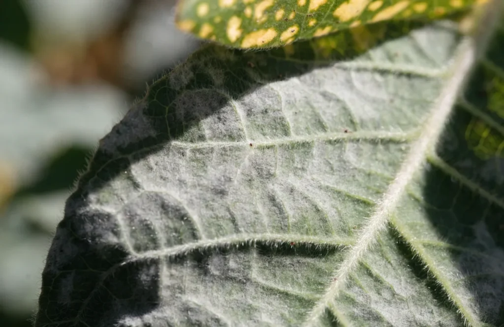Leaf mold fungal growth on the underside of a tomato leaf