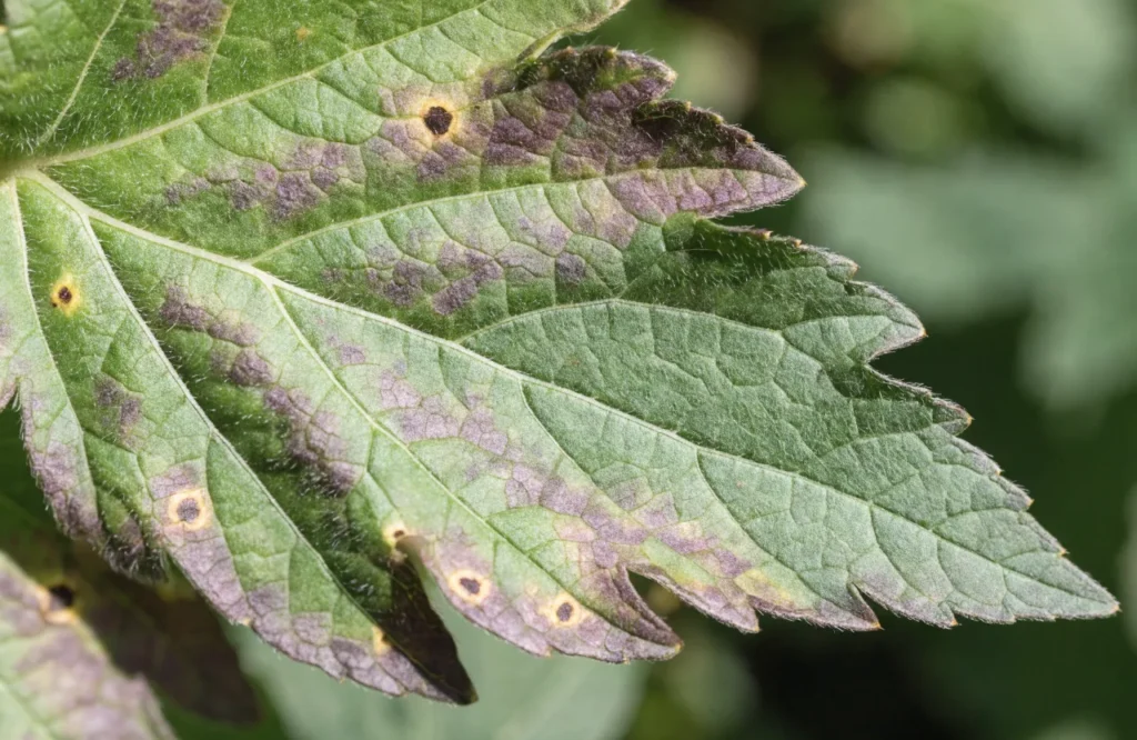 Bronzing and ring spots from tomato spotted wilt virus