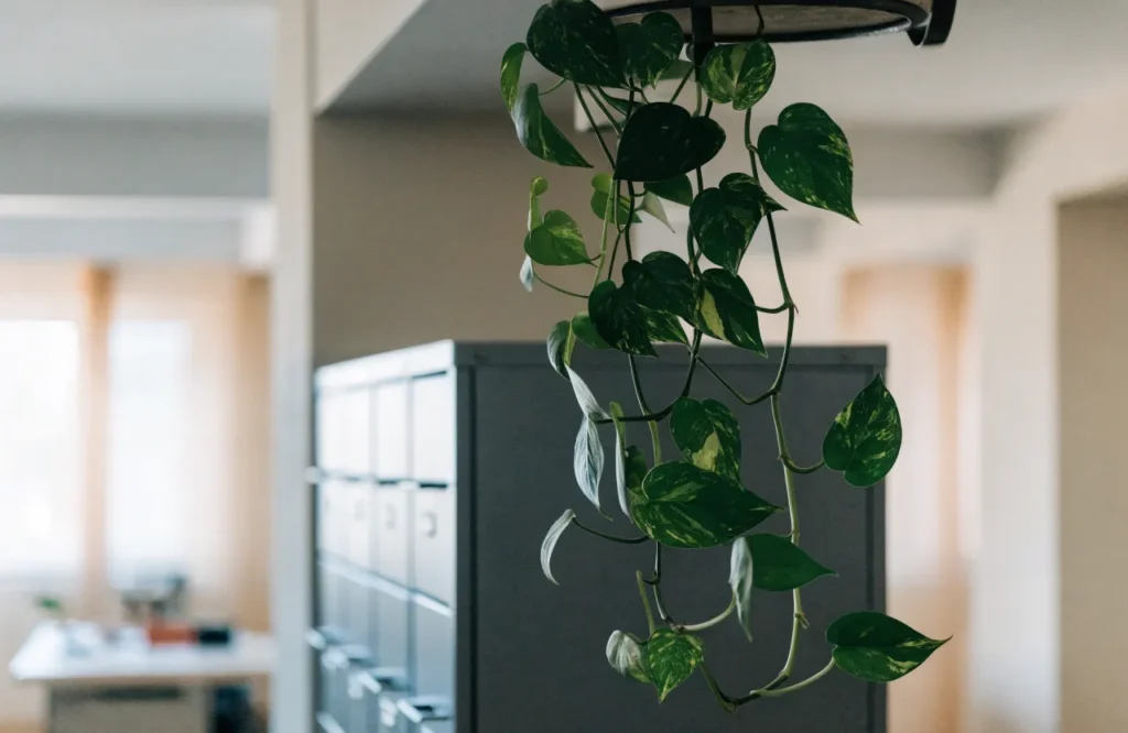 10 Best Low-Light Office Plants That Thrive in Dim Workspaces 8 Trailing pothos plant cascading from an office shelf