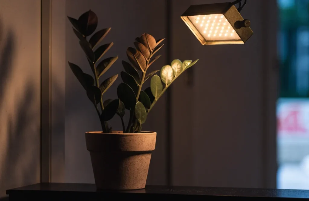 ZZ plant growing under an LED grow light in a low light room