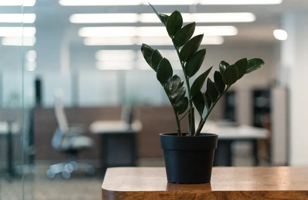 10 Best Low-Light Office Plants That Thrive in Dim Workspaces 3 ZZ plant with glossy leaves on an office reception desk