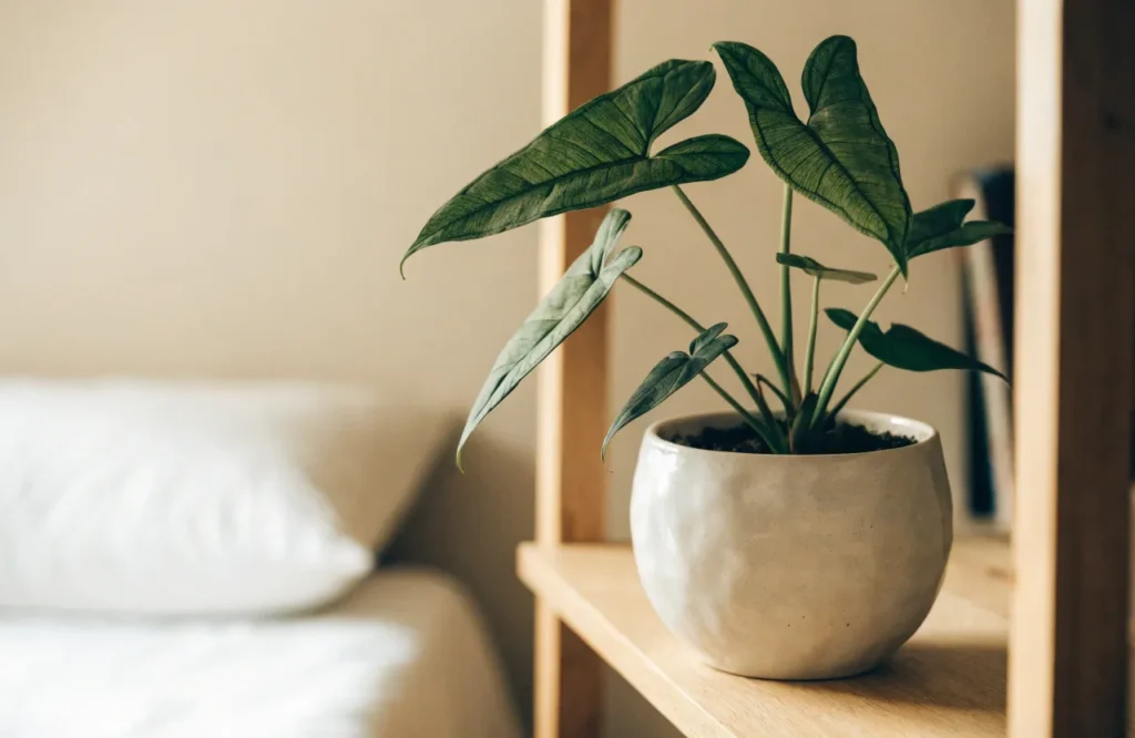 Arrowhead vine with green arrow-shaped leaves on a bedroom shelf