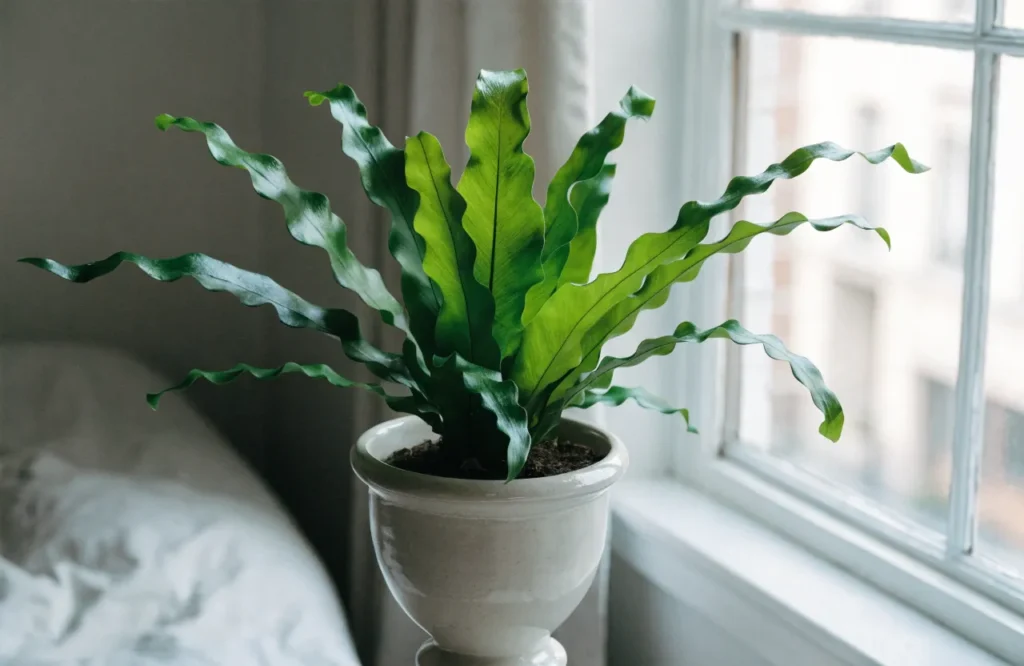 Bird's nest fern with bright green fronds in a low-light bedroom