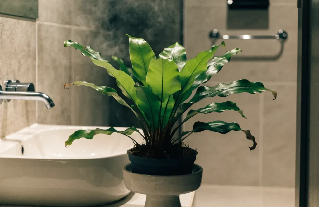 12 Best Plants for Dark Rooms With Little to No Natural Light 13 Bird's nest fern growing in a humid windowless bathroom