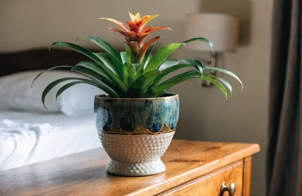 Colorful bromeliad growing in a softly lit bedroom