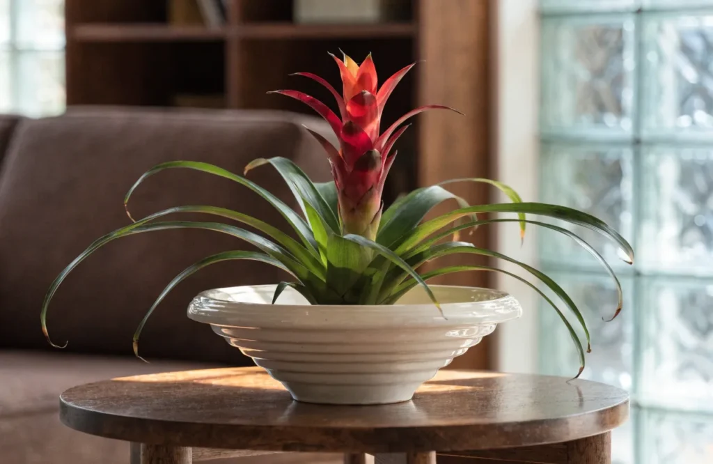 Bromeliad with colorful flower bracts indoors
