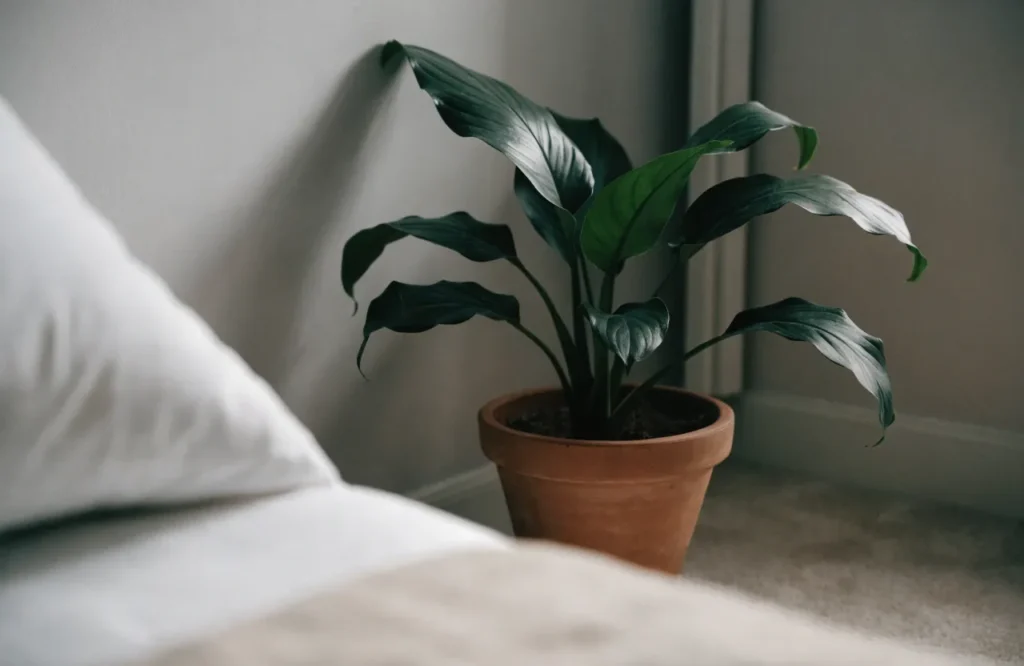 Cast iron plant with broad green leaves in a shady bedroom corner