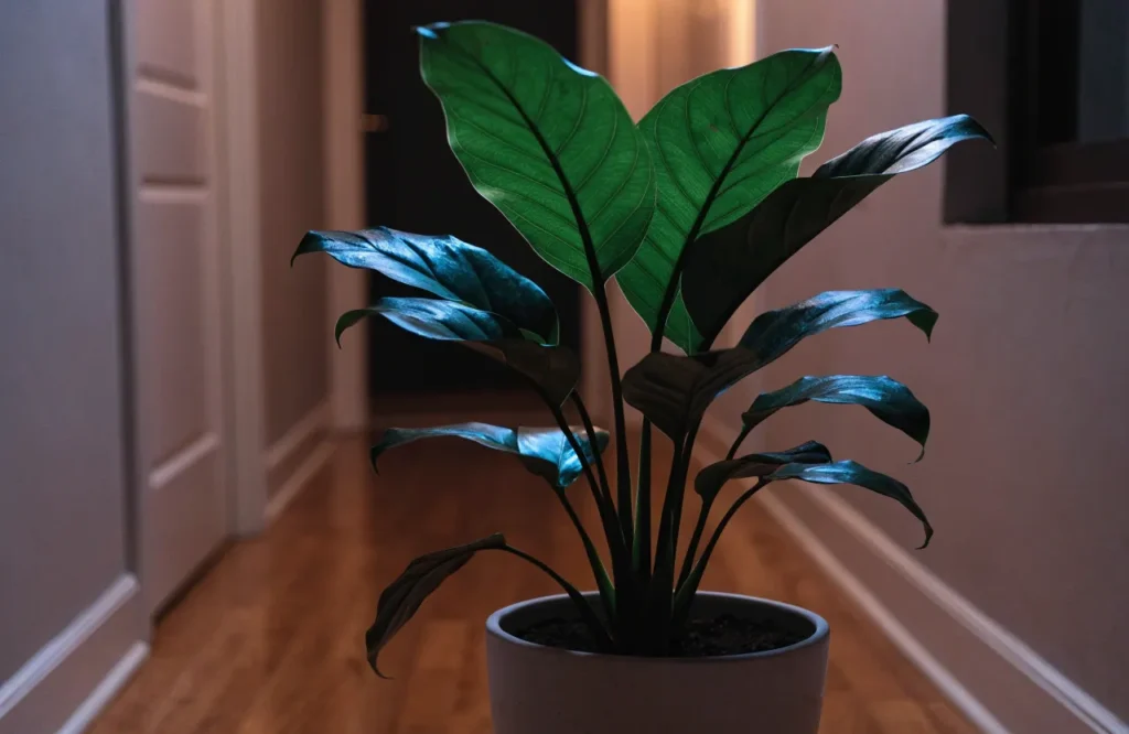 12 Best Plants for Dark Rooms With Little to No Natural Light 4 Snake plant growing in a dark bedroom with little natural light