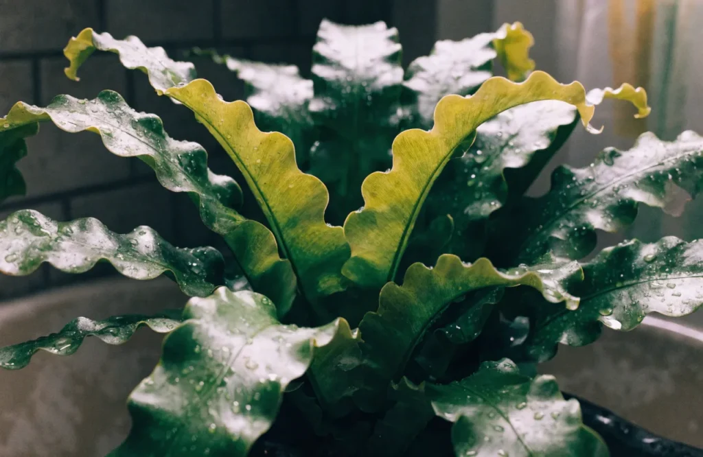 Low Light Bathroom Plants: 12 Best Picks + Complete Care Guide 14 Bird's nest fern with wavy glossy fronds and visible water droplets.