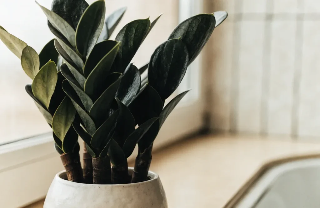 Low Light Bathroom Plants: 12 Best Picks + Complete Care Guide 5 ZZ plant with glossy dark green leaves on a bathroom windowsill.
