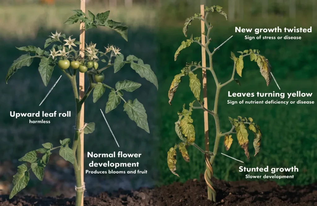 Comparison of harmless green leaf roll and serious tomato plant symptoms