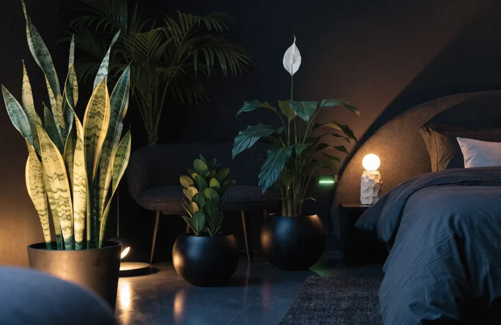 12 Best Plants for Dark Rooms With Little to No Natural Light 14 Best plants for a dark bedroom with little natural light