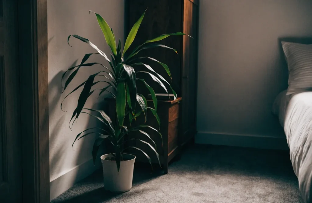 Tall Dracaena plant growing in a dim bedroom corner