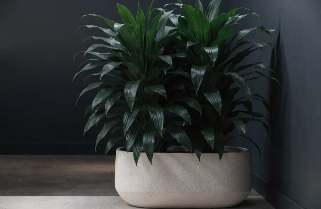 12 Best Plants for Dark Rooms With Little to No Natural Light 6 Dracaena Janet Craig growing in a tall dark room corner