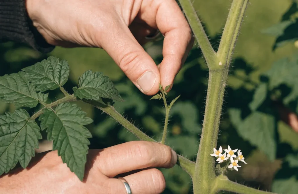 Gardener removing a sucker from an indeterminate tomato plant