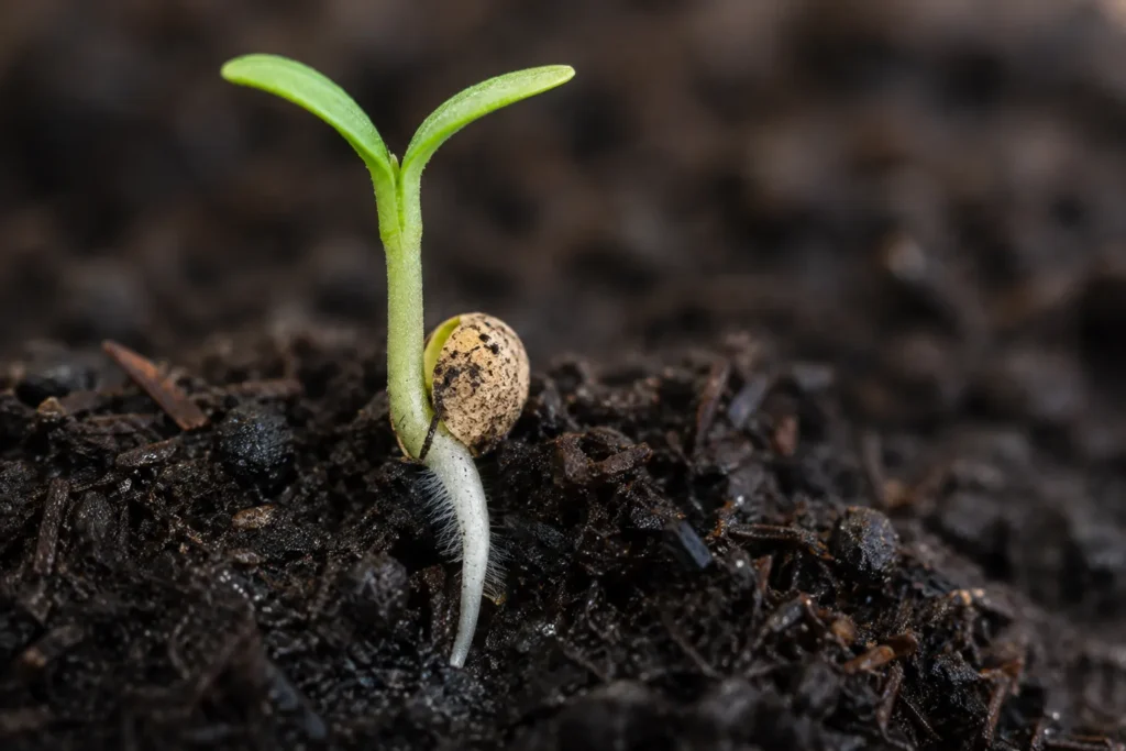 Tomato seed germinating with root and cotyledon leaves emerging
