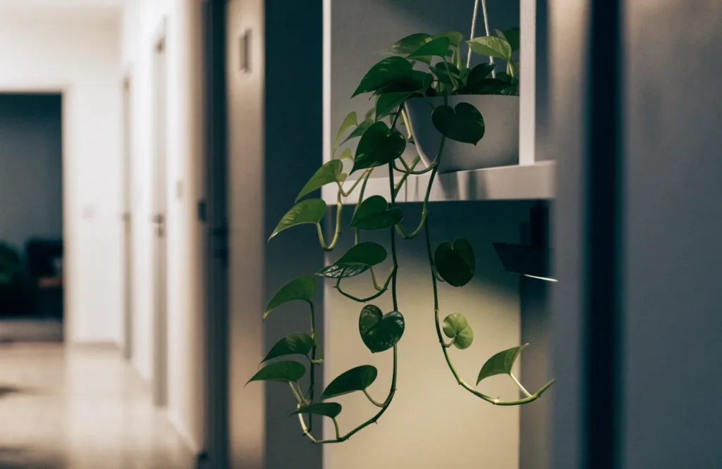 12 Best Plants for Dark Rooms With Little to No Natural Light 7 Green pothos trailing in a dark hallway with little natural light