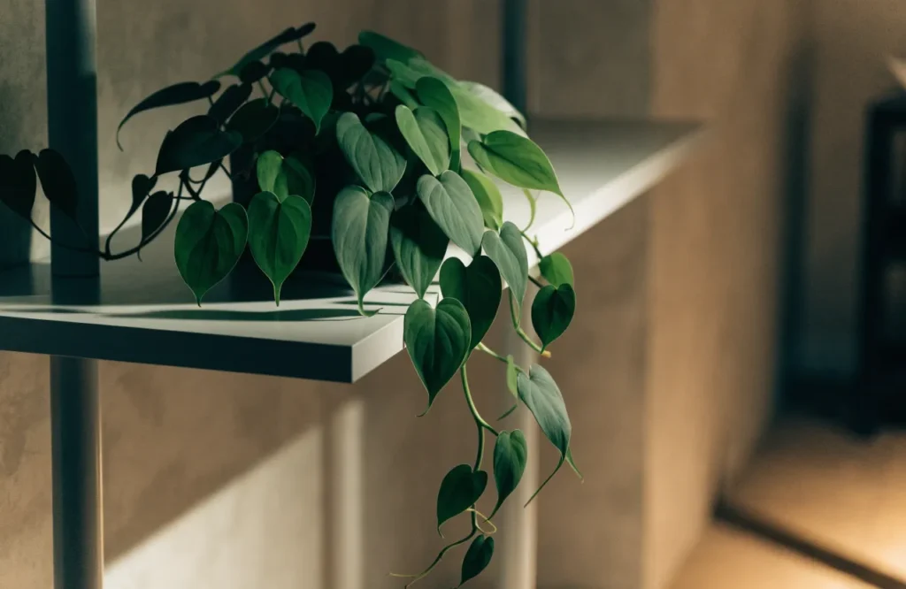 12 Best Plants for Dark Rooms With Little to No Natural Light 8 Heartleaf philodendron trailing from a shelf in a dark room