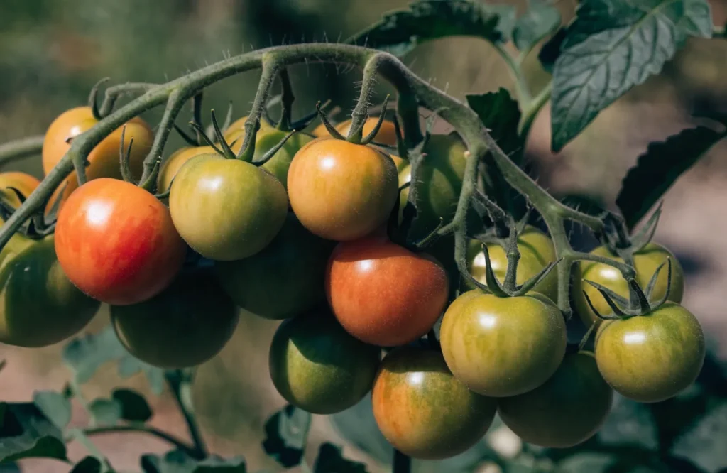 Tomatoes Not Ripening? 6 Reasons Why + How to Ripen Them Faster 5 Tomato plant overloaded with fruit ripening slowly due to heavy fruit load