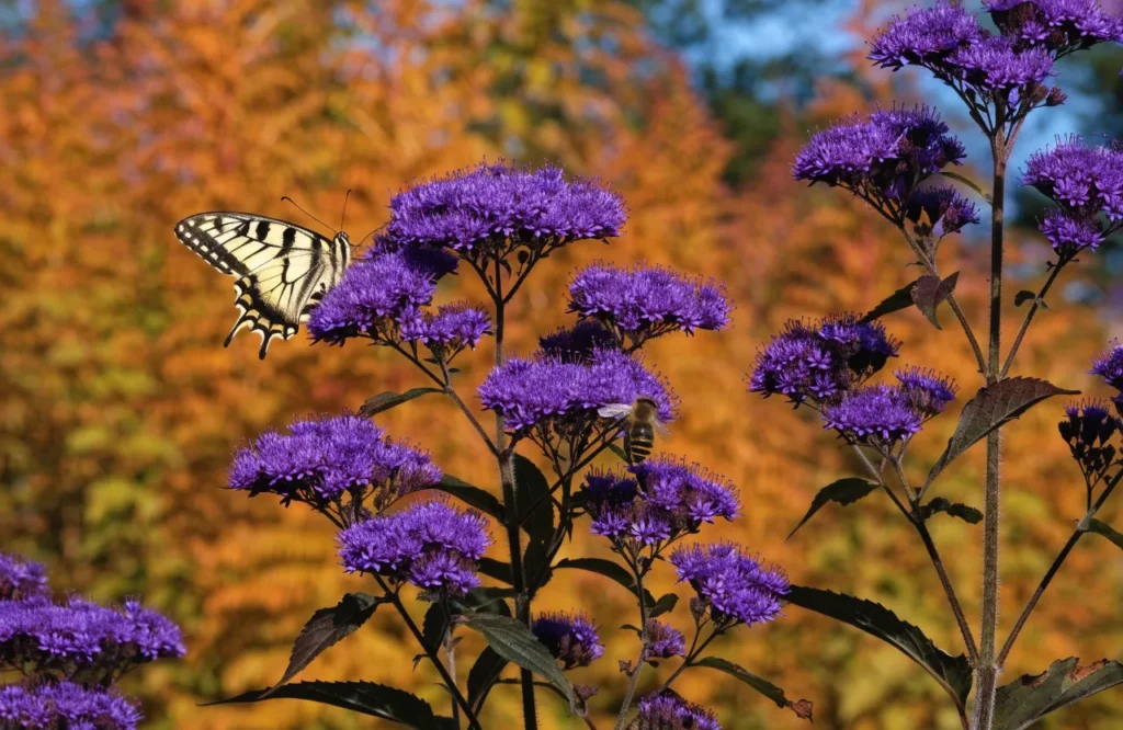 Swallowtail butterfly and bee on deep violet-purple ironweed, a native fall pollinator flower