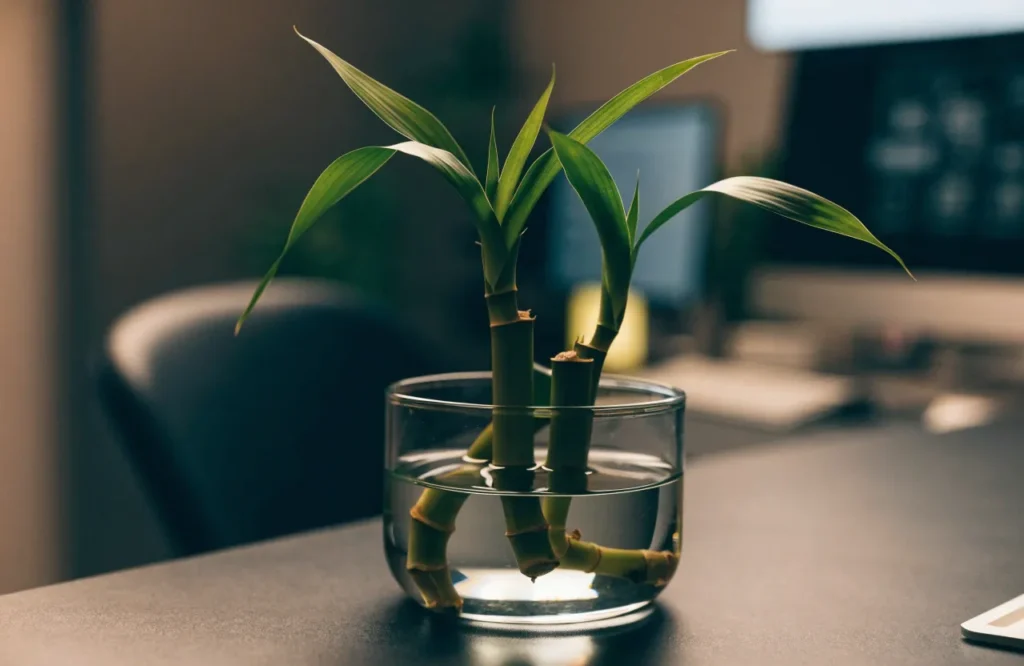 12 Best Plants for Dark Rooms With Little to No Natural Light 9 Lucky bamboo growing on a desk in a dark windowless office