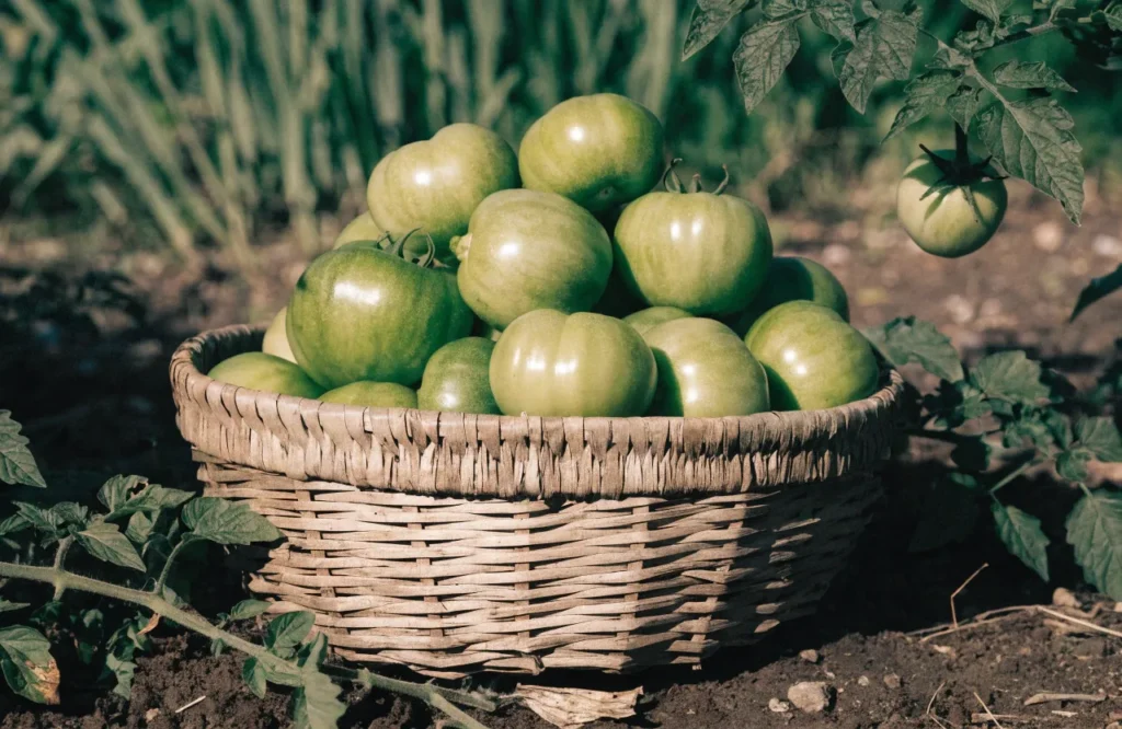 Mature green tomatoes picked before ripening