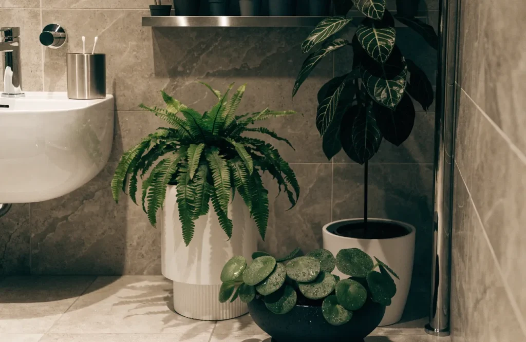 12 Best Plants for Dark Rooms With Little to No Natural Light 15 Best plants for a windowless bathroom with little natural light
