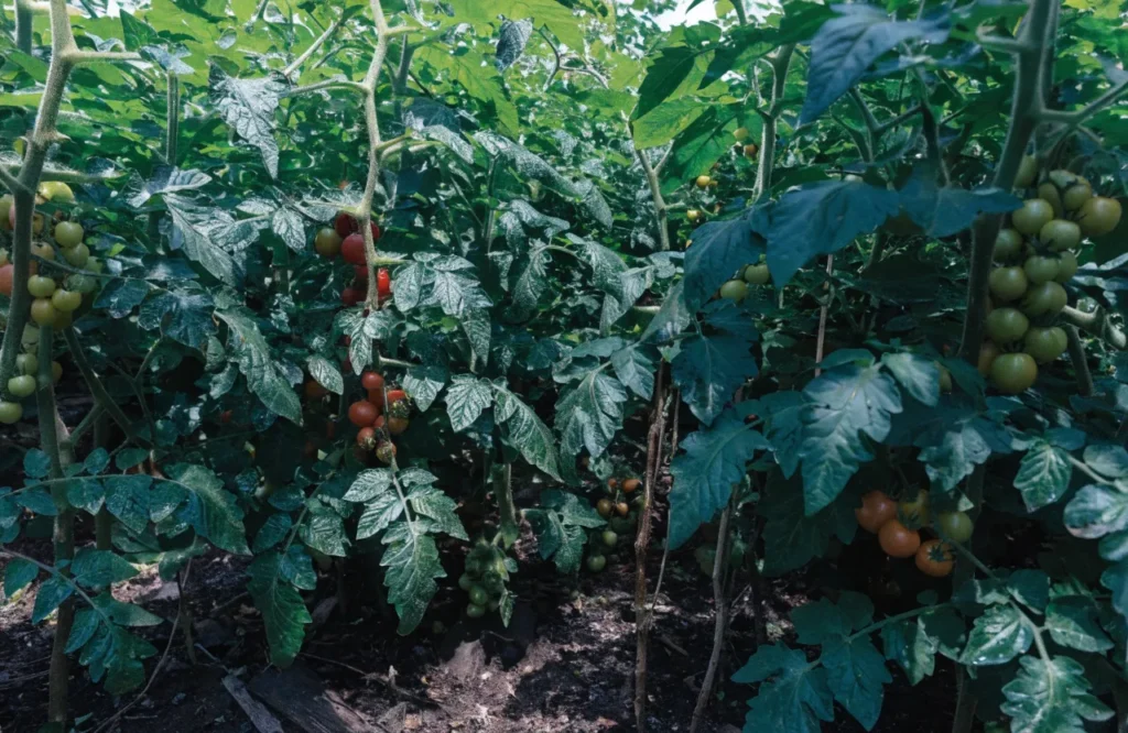 Overcrowded tomato plants growing too close together with dense foliage and poor airflow.