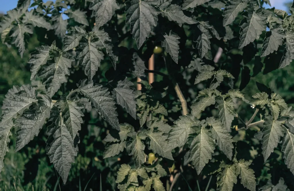 Tomatoes Not Ripening? 6 Reasons Why + How to Ripen Them Faster 4 Lush leafy tomato plant with little fruit from too much nitrogen fertilizer