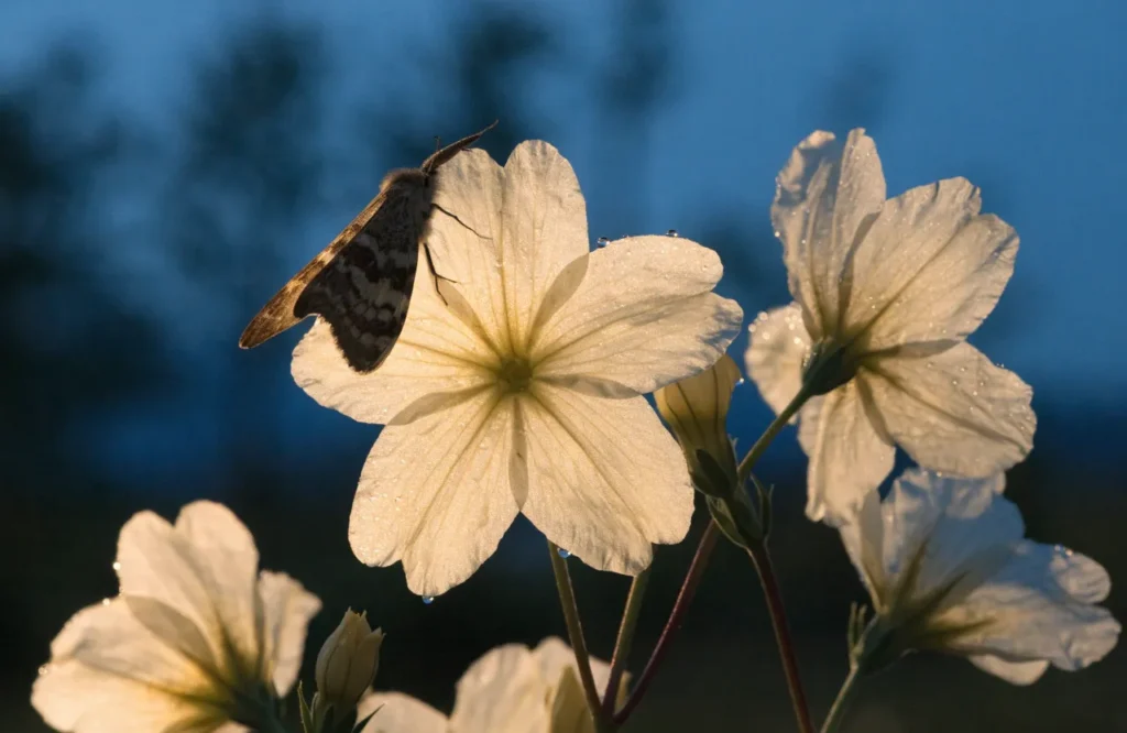 Pale yellow evening primrose flowers, a fall flower for night pollinators like moths