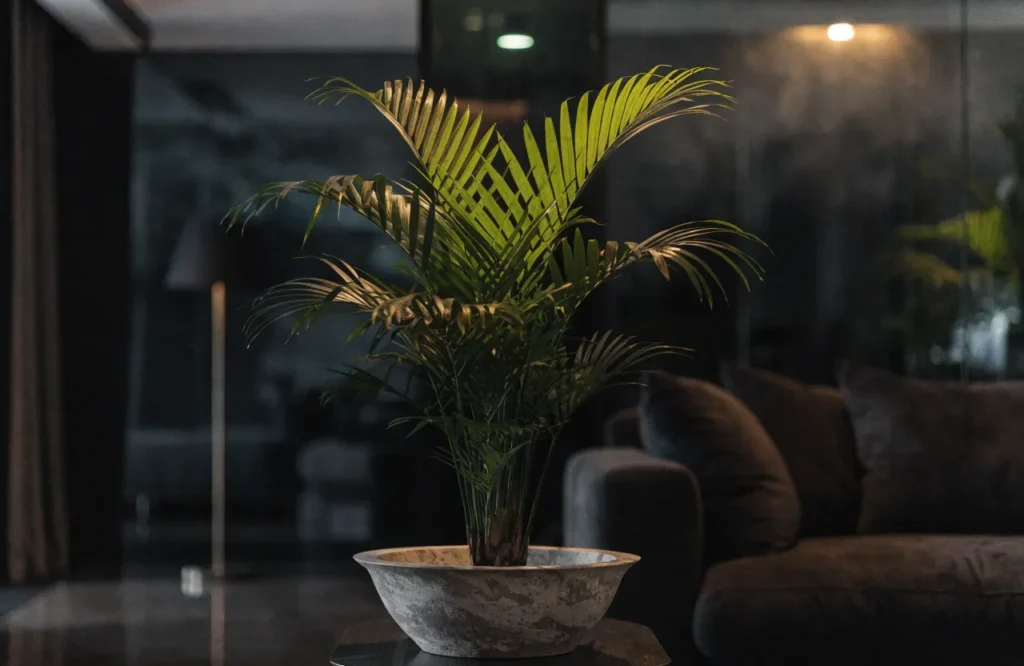 12 Best Plants for Dark Rooms With Little to No Natural Light 10 Parlor palm growing in a dark living room with low natural light